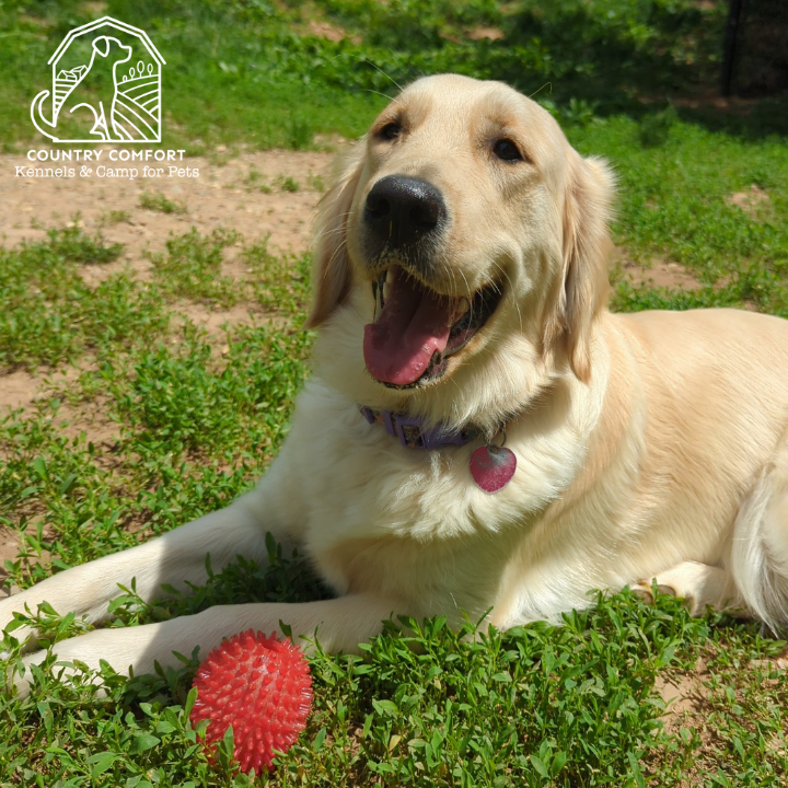 dog boarding at Country Comfort Kennels