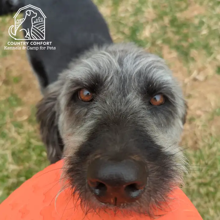 dog playing outside at Country Comfort Kennels